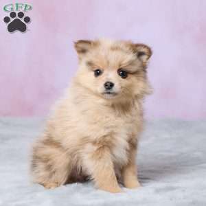 Blossom, Pomeranian Puppy